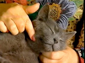 Cat being petted